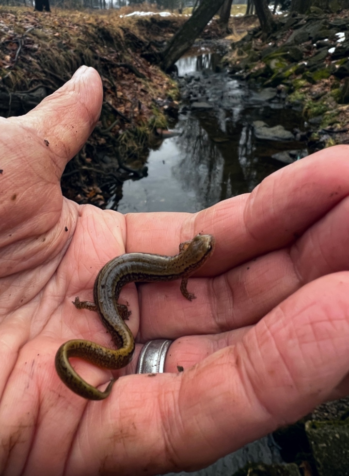 Northern Two-lined Salamander